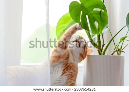 Ginger cat eating plants (monstera) in a pot on the windowsill. Red kitten gnaws at home plants. Domestic cat nibbling on green plant.