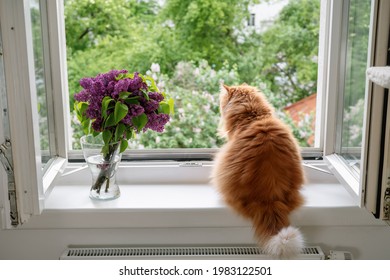 The Ginger Cat Enjoying The Moment And Looking Outside At The Open Window On Spring Time. Comfort Home Zone. Good Moments, Reducing Stress Concept