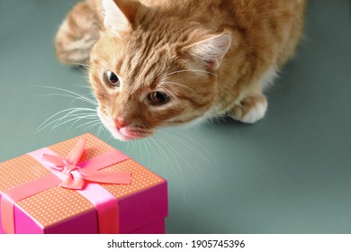 Ginger Cat Examines A Red Gift Box