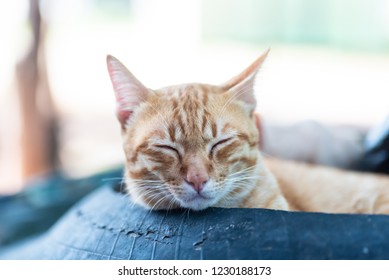 Ginger Cat Eyes Closed And Sleeping, Pet At Home