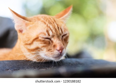 Ginger Cat Eyes Closed And Sleeping, Pet At Home