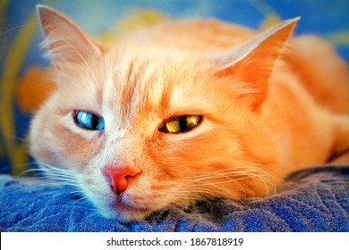 Ginger cat eyes of different colors closeup. Red ginger cat face and cute eyes laying in house. Pet red color with heterochromia eyes. Stay at home, comfort, nap concept, ginger red fur happy cat face - Powered by Shutterstock