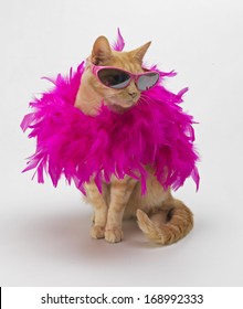 Ginger Cat with Feather Boa - Shutterstock ID 168992333