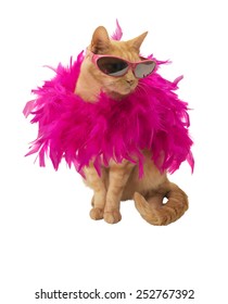 Ginger Cat With Feather Boa 