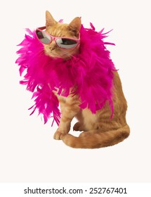 Ginger Cat With Feather Boa 