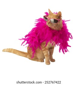 Ginger Cat With Feather Boa 