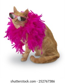 Ginger Cat With Feather Boa And Shadow