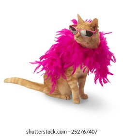 Ginger Cat With Feather Boa And Shadow