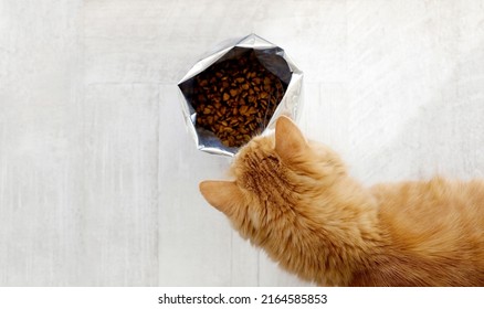 Ginger Cat And Cat Food In Big Pack Indoors, Copy Space