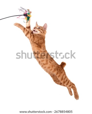 ginger cat in front of white background