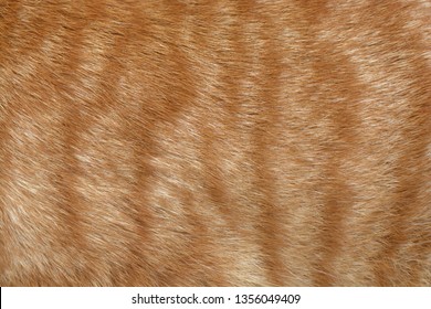 Ginger Cat Fur Texture Background.