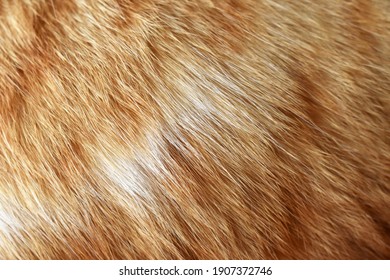 Ginger cat fur texture background. 