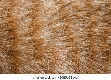 Ginger cat fur texture background.
