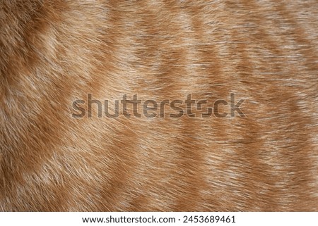 Ginger cat fur texture background.
