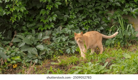 Ginger cat in the grass next to a concrete wall overgrown with wild vine. Curious ginger cat looks at the camera aimed at him .  - Powered by Shutterstock