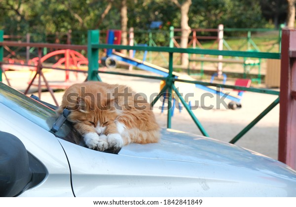 The ginger cat has stretched out its paws and\
sleeps in a light car.\
