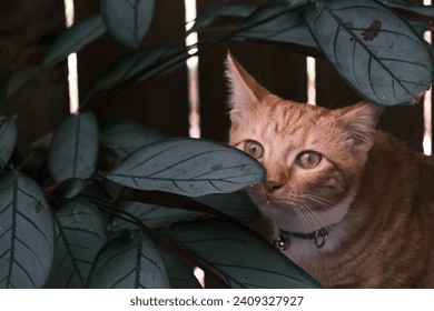 Ginger cat hiding in garden - Powered by Shutterstock