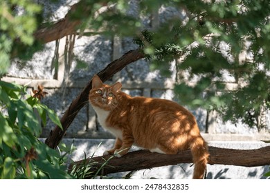 Ginger cat hiding on the tree - Powered by Shutterstock