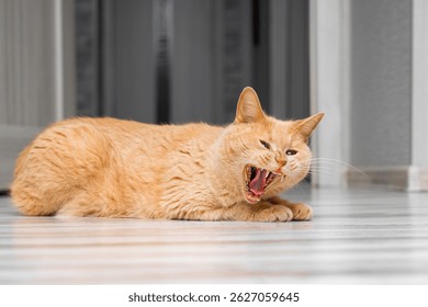 ginger cat hisses while lying on the floor. aggressive behavior of a domestic cat. the cat yawns with its mouth wide open
