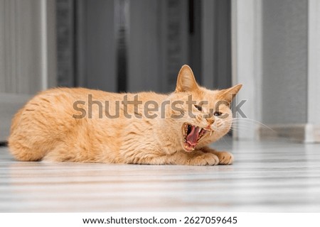 ginger cat hisses while lying on the floor. aggressive behavior of a domestic cat. the cat yawns with its mouth wide open