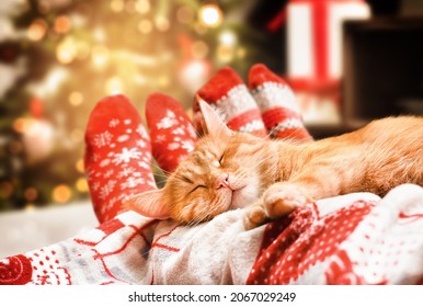 ginger cat and human legs on the bed,christmas cozy evening