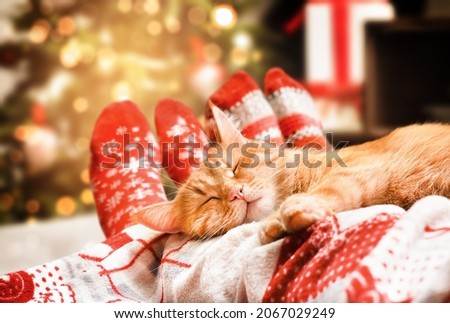 ginger cat and human legs on the bed,christmas cozy evening