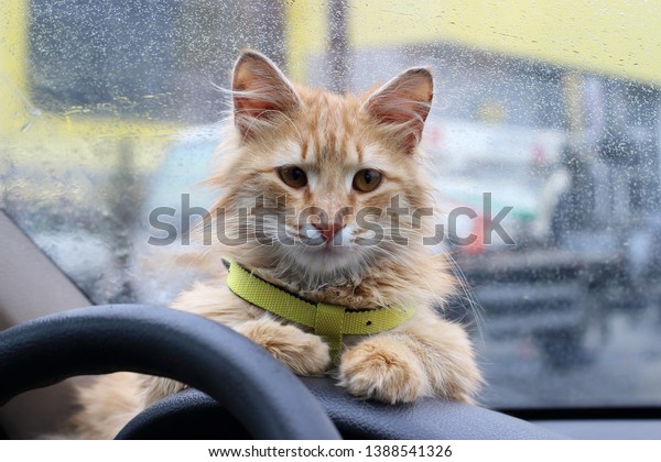 Ginger cat inside the car. Travel with a pet.\
Bad weather, raindrops on the\
glass.