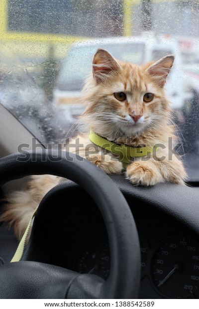 Ginger cat inside the car. Travel\
with a domestic pet. Bad weather, rain drops on the\
glass.