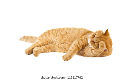 Ginger Cat Isolated On White Background