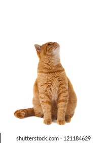 Ginger Cat Isolated On White Background