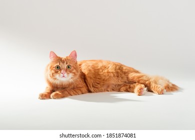 Ginger cat isolated on white background. Fluffy cat with big eyes looking in camera while lying on white floor