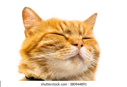 Ginger Cat Isolated On White Background