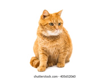 Ginger Cat Isolated On White Background