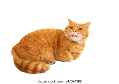 Ginger Cat Isolated On White Background