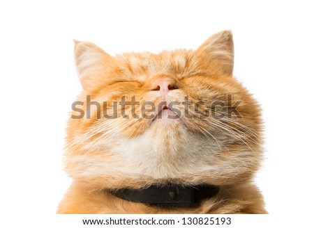ginger cat isolated on white background