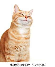 Ginger Cat isolated over white background. Animal portrait.