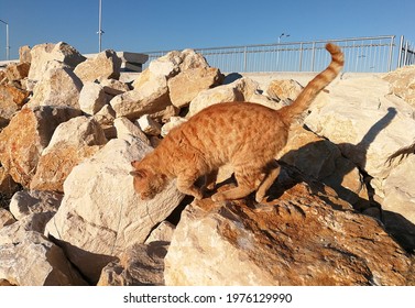 Ginger Cat Jumping Off Rocks On A Sunny Day