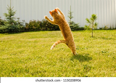 Ginger Cat Jumping On A Green Grass Background.