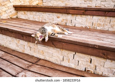 Ginger Cat Jumping On Green Grass Or Dancing Cat
