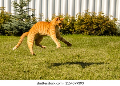 puma racing cat animal