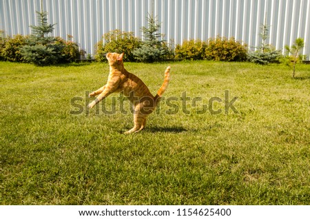 Similar – Small, blond Labrador puppy runs clumsily across the lawn, his floppy ears flying up