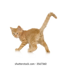 15,701 Ginger Cat Tail Images, Stock Photos & Vectors | Shutterstock