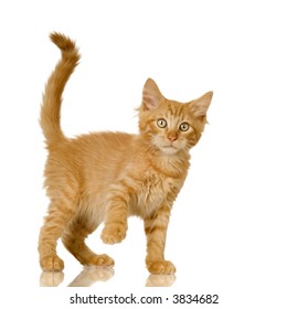 Ginger Cat Kitten In Front Of A White Background