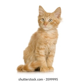 Ginger Cat kitten sitting in front of a white background