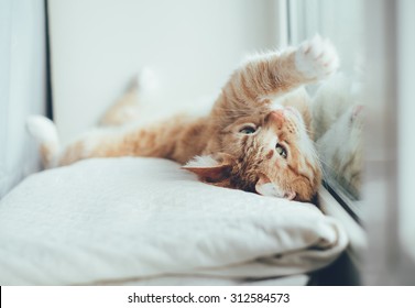 Ginger Cat Lays On A Back Near The Window