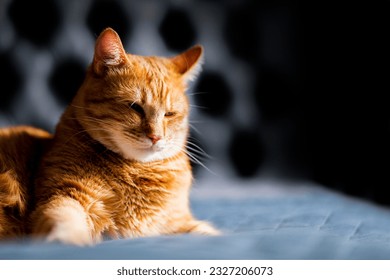A ginger cat lays on the bed and sleeps with closed eyes and pulling out the front paws. Shallow focus and black blurred background.
