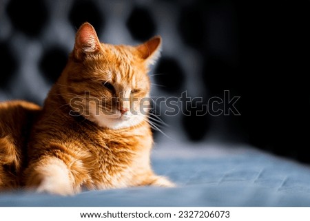 A ginger cat lays on the bed and sleeps with closed eyes and pulling out the front paws. Shallow focus and black blurred background.
