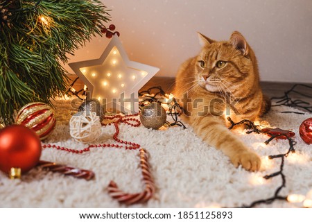 Ginger cat lie near the Christmas tree, decoration on floor artound. Christmas holidays and new year concept.