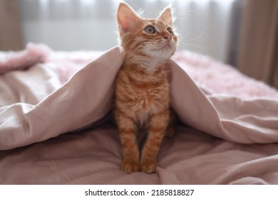 The ginger cat lies in the bed againsth the pink blanket