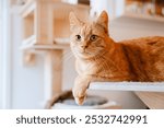 Ginger cat lies comfortably on a wooden cat tree shelf, looking straight ahead in a cozy indoor room